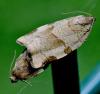 Choristoneura hebenstreitella
